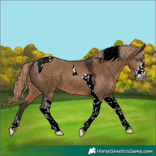 Horse Color:Gray Liver Red Dun Sabino Tobiano