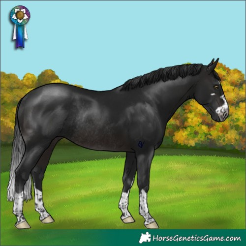 Horse Color:Gray Brown Rabicano 