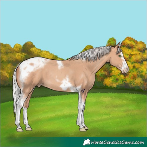 Horse Color:Silver Amber Champagne Splash Tobiano Frame Appaloosa Rabicano 