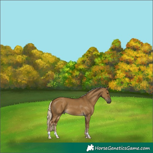 Horse Color:Chocolate Palomino Dun 