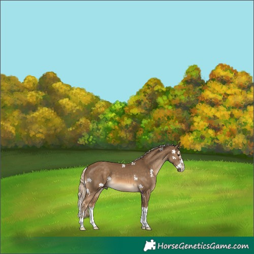 Horse Color:Chocolate Palomino Splash