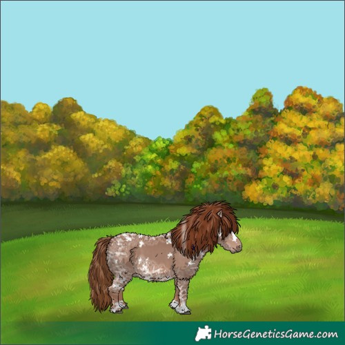 Horse Color:Chestnut Ice