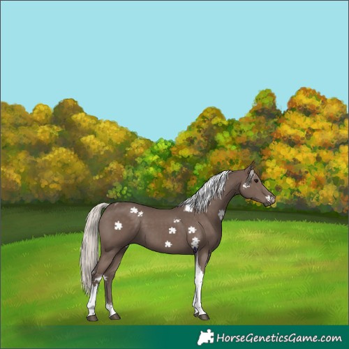 Horse Color:Silver Black Tobiano