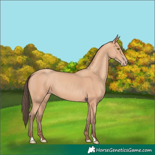 Horse Color:Amber Champagne 