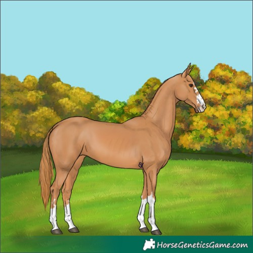 Horse Color:Chestnut 
