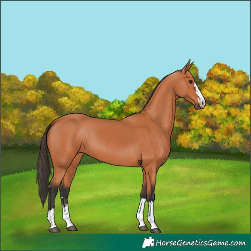 Horse Color:Bay 