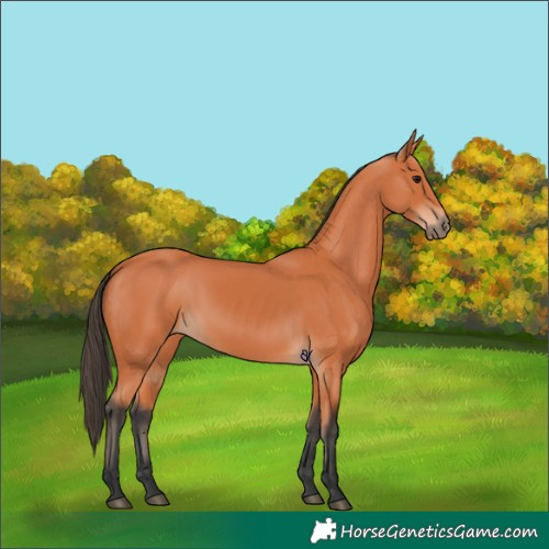 Horse Color:Bay 