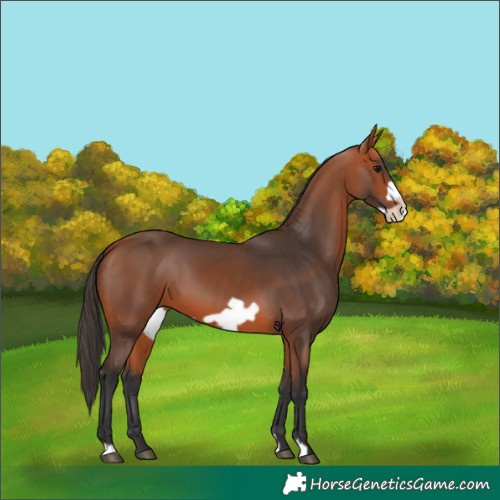 Horse Color:Bay Frame 