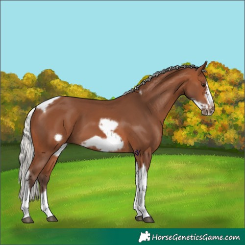 Horse Color:Silver Brown Tobiano Frame 