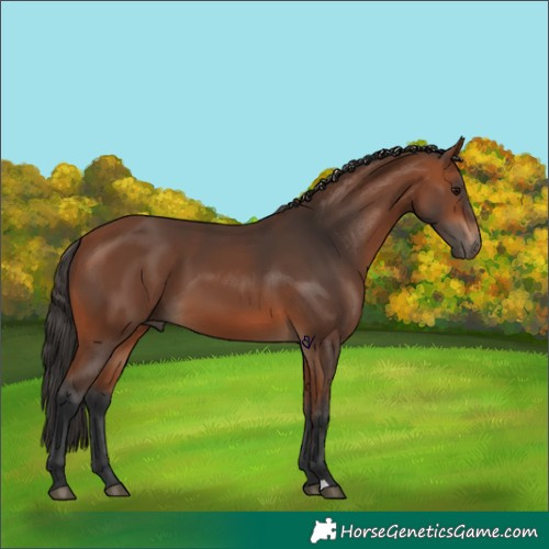 Horse Color:Bay 