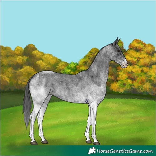 Horse Color:White Spotted Blue Roan Rabicano and White Spotted Blue Roan Rabicano