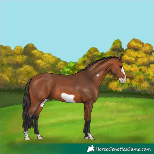 Horse Color:Bay Frame 