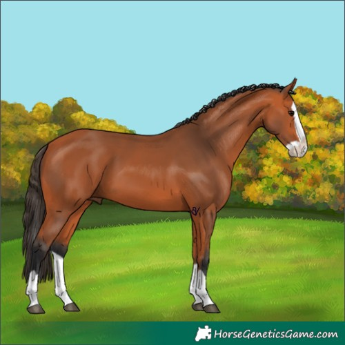 Horse Color:Bay Splash 