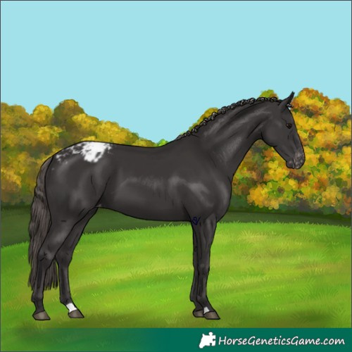 Horse Color:Smoky Black Varnish 