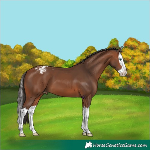 Horse Color:Bay Splash Varnish