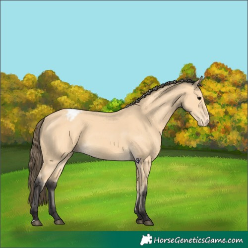 Horse Color:Buckskin Varnish 