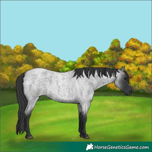 Horse Color:Blue Roan