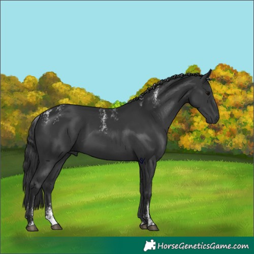 Horse Color:Powder White Black 