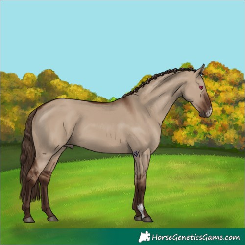 Horse Color:Liver Red Dun Sabino Rabicano