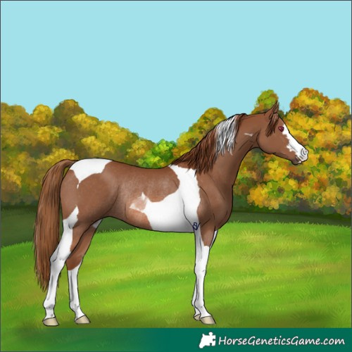 Horse Color:Chestnut Tobiano Rabicano