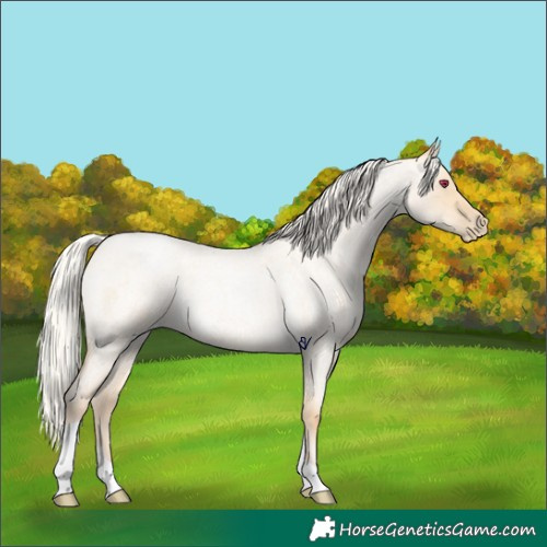 Horse Color:Silver Smoky Grullo Roan Pearl Tobiano Rabicano
