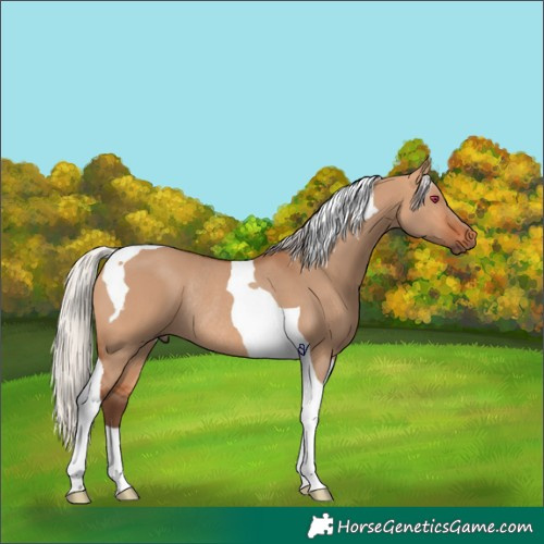Horse Color:Silver Bay Dun Tobiano Rabicano