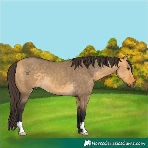 Horse Color:Buckskin Dun 