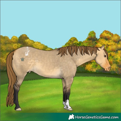 Horse Color:Buckskin Dun Appaloosa 