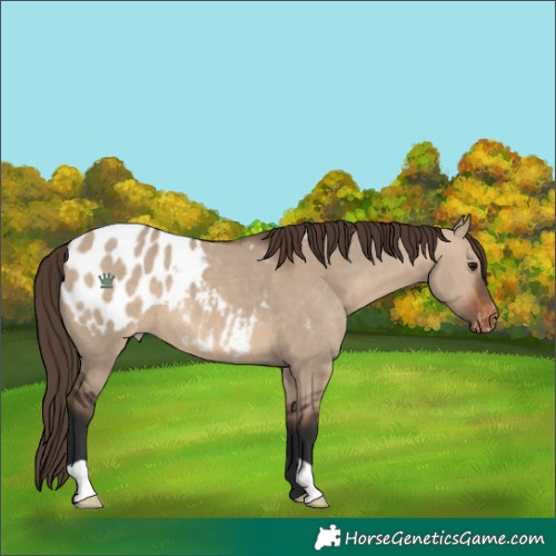 Horse Color:Brown Dun Appaloosa 
