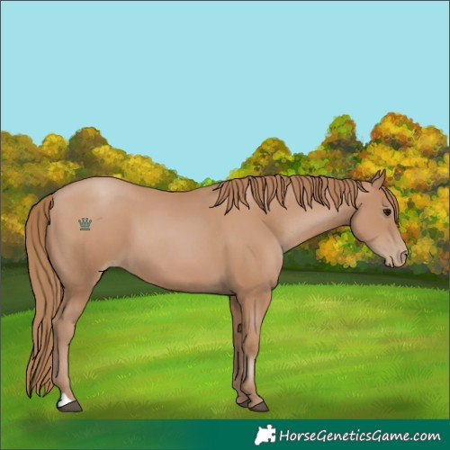 Horse Color:Black Pearl 