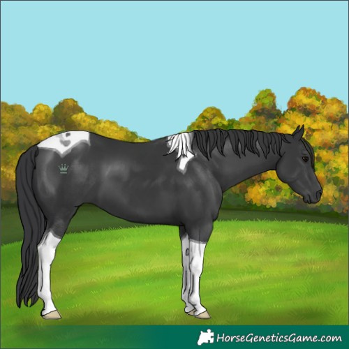 Horse Color:Black Tobiano 