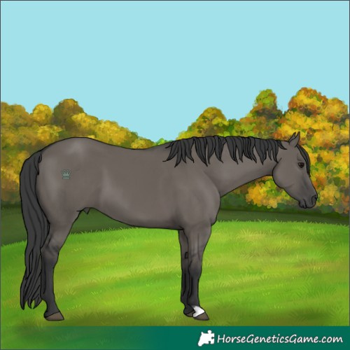 Horse Color:Grullo 