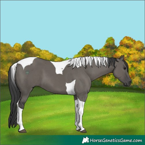 Horse Color:Grullo Tobiano 