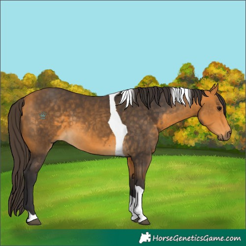 Horse Color:Buckskin Tobiano 