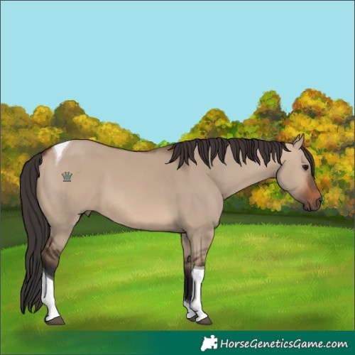 Horse Color:Brown Dun Tobiano 