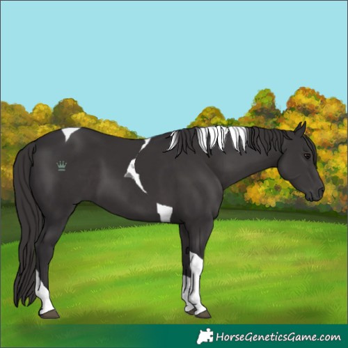 Horse Color:Smoky Black Tobiano