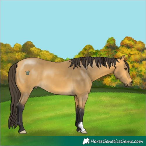 Horse Color:Buckskin 