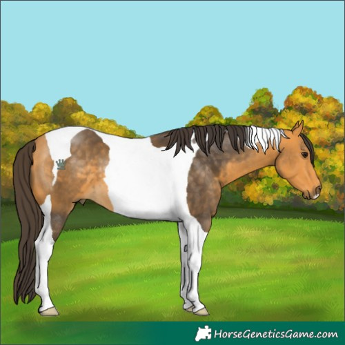 Horse Color:Buckskin Tobiano