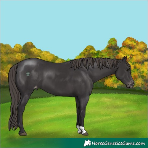 Horse Color:Smoky Black Appaloosa 