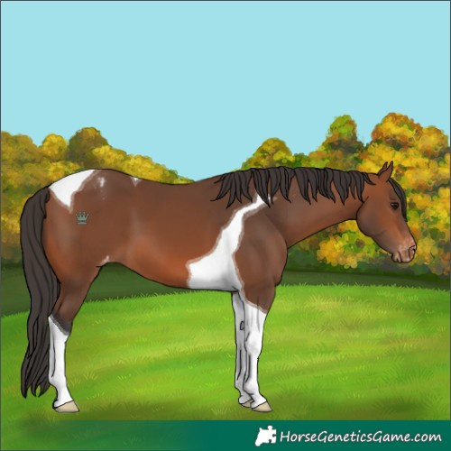 Horse Color:Bay Tobiano Appaloosa