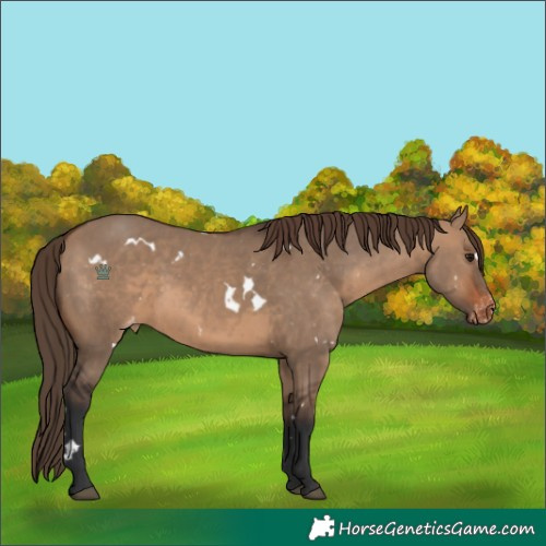Horse Color:White Spotted Brown Dun Appaloosa
