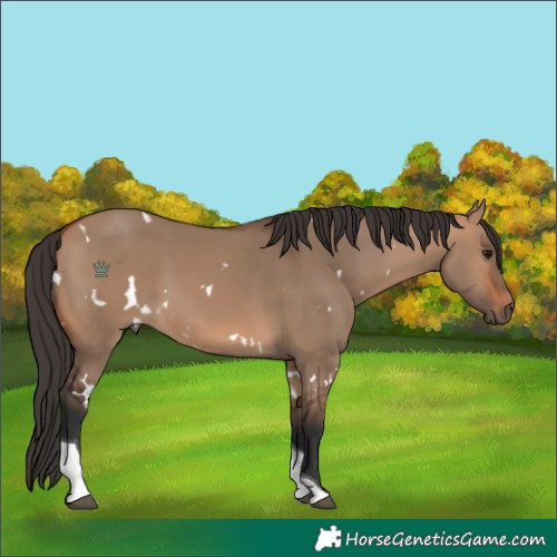 Horse Color:White Spotted Bay Dun Tobiano 