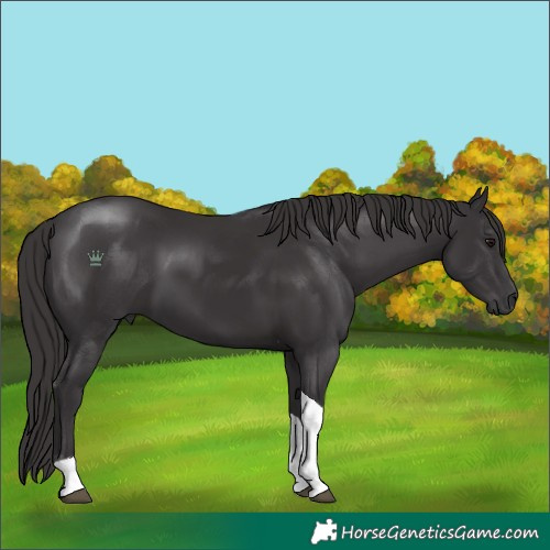 Horse Color:Smoky Black Tobiano 