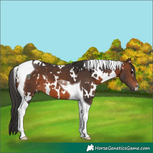 Horse Color:White Spotted Brown Tobiano 
