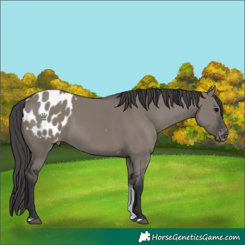 Horse Color:Grullo Tobiano Blanket
