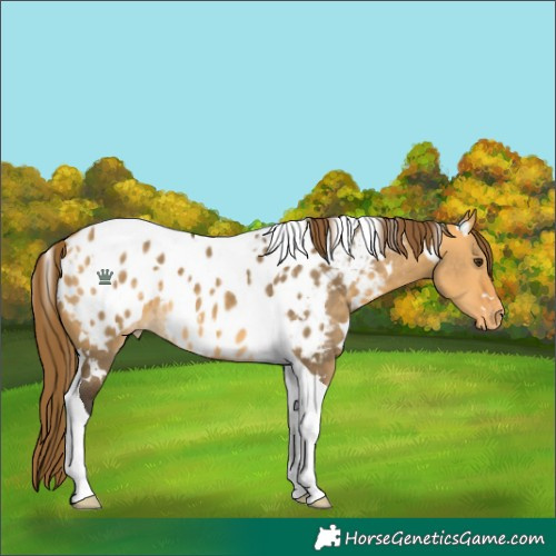 Horse Color:White Spotted Buckskin Dun Tobiano Appaloosa 