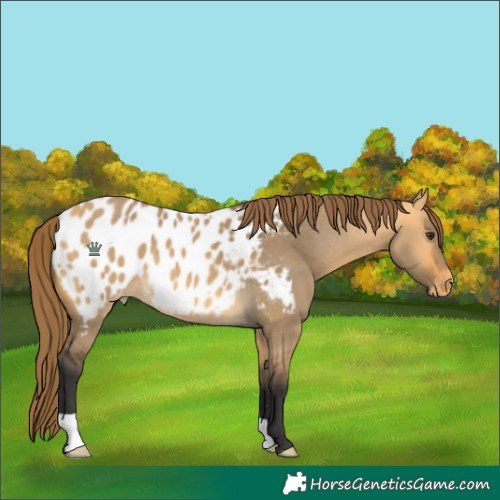 Horse Color:Buckskin Dun Appaloosa 
