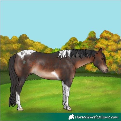 Horse Color:Brown Tobiano Rabicano 
