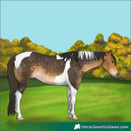 Horse Color:Buckskin Tobiano Rabicano