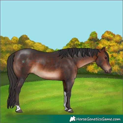 Horse Color:Brown Tobiano